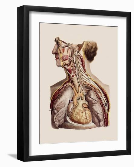 Cranial Nerves-Mehau Kulyk-Framed Photographic Print