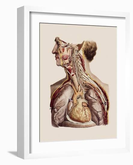 Cranial Nerves-Mehau Kulyk-Framed Photographic Print