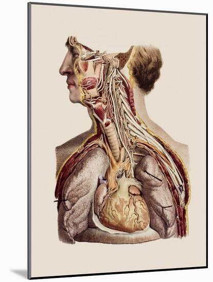 Cranial Nerves-Mehau Kulyk-Mounted Photographic Print