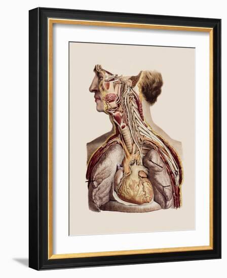 Cranial Nerves-Mehau Kulyk-Framed Photographic Print