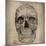 Cranium Illustration-Sidney Paul & Co.-Mounted Art Print