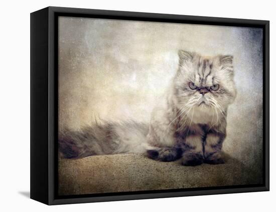 Cranky Cat-Jessica Jenney-Framed Premier Image Canvas