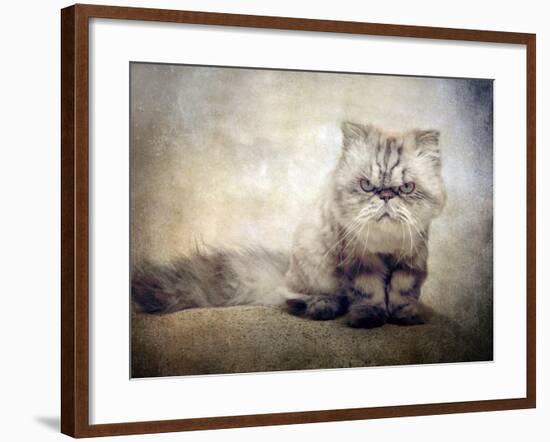 Cranky Cat-Jessica Jenney-Framed Photographic Print