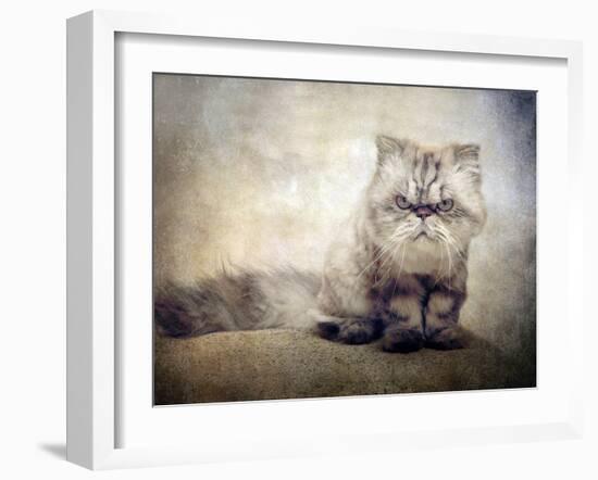 Cranky Cat-Jessica Jenney-Framed Photographic Print