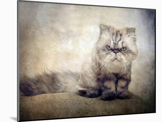 Cranky Cat-Jessica Jenney-Mounted Photographic Print