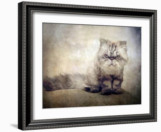 Cranky Cat-Jessica Jenney-Framed Photographic Print