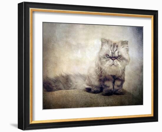 Cranky Cat-Jessica Jenney-Framed Photographic Print