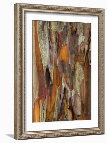 Crape Myrtle Bark I-Kathy Mahan-Framed Photographic Print