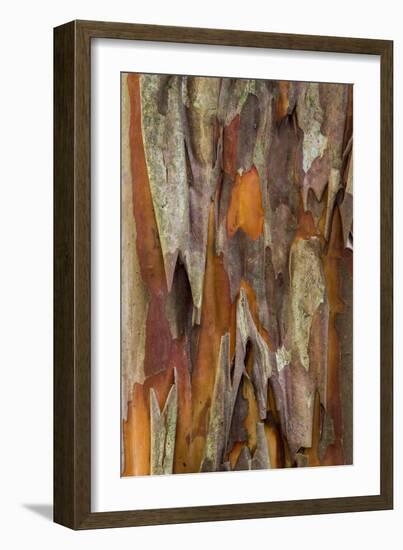 Crape Myrtle Bark I-Kathy Mahan-Framed Photographic Print