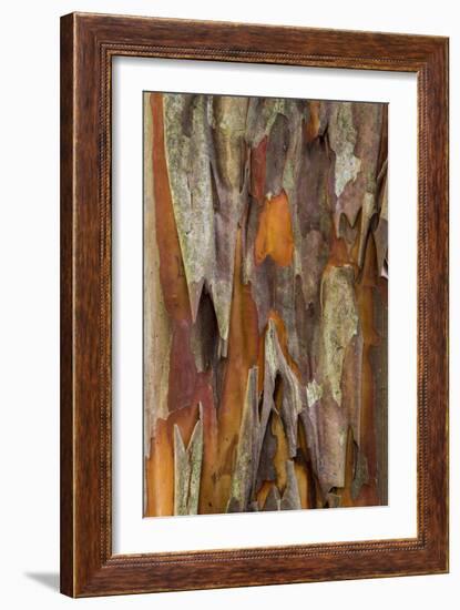 Crape Myrtle Bark I-Kathy Mahan-Framed Photographic Print