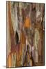 Crape Myrtle Bark I-Kathy Mahan-Mounted Photographic Print