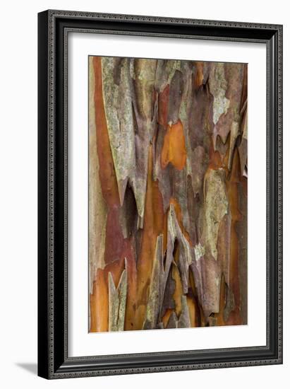 Crape Myrtle Bark I-Kathy Mahan-Framed Photographic Print