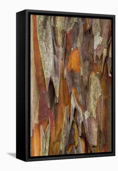 Crape Myrtle Bark I-Kathy Mahan-Framed Premier Image Canvas