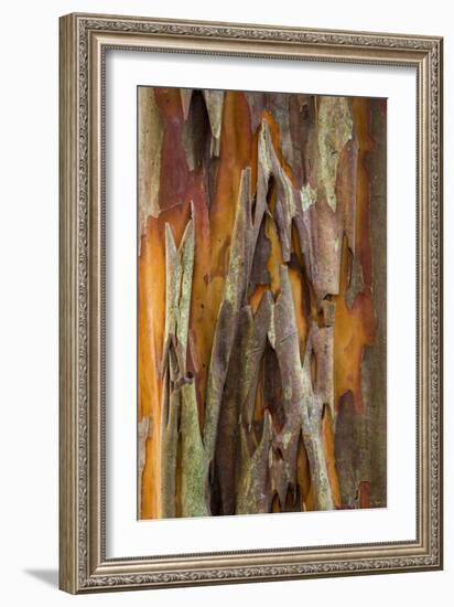 Crape Myrtle Bark II-Kathy Mahan-Framed Photographic Print