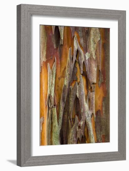 Crape Myrtle Bark II-Kathy Mahan-Framed Photographic Print