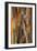 Crape Myrtle Bark II-Kathy Mahan-Framed Photographic Print