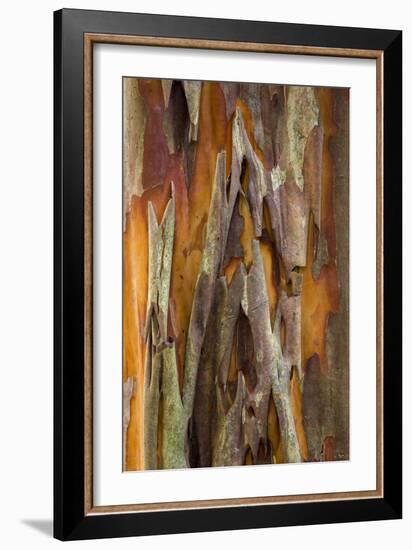 Crape Myrtle Bark II-Kathy Mahan-Framed Photographic Print