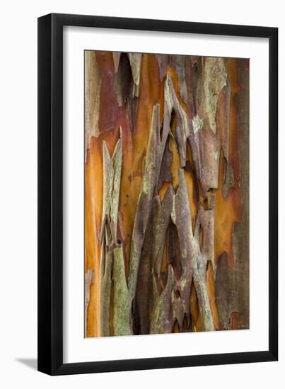 Crape Myrtle Bark II-Kathy Mahan-Framed Photographic Print