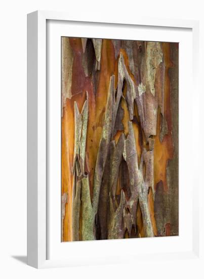 Crape Myrtle Bark II-Kathy Mahan-Framed Photographic Print