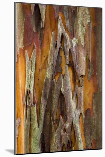 Crape Myrtle Bark II-Kathy Mahan-Mounted Photographic Print