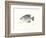 Crappie Fish-Ron Pittard-Framed Art Print