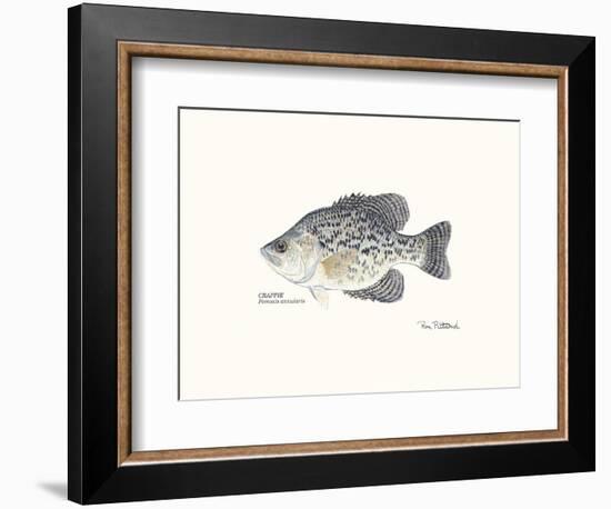 Crappie Fish-Ron Pittard-Framed Art Print