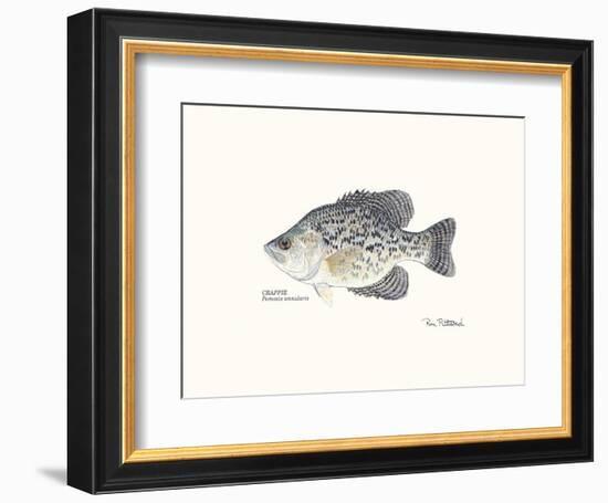 Crappie Fish-Ron Pittard-Framed Art Print