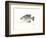 Crappie Fish-Ron Pittard-Framed Art Print