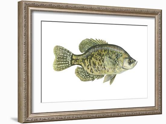 Crappie (Pomoxis Nigro-Maculatus), Fishes-Encyclopaedia Britannica-Framed Art Print