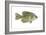 Crappie (Pomoxis Nigro-Maculatus), Fishes-Encyclopaedia Britannica-Framed Art Print