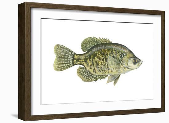 Crappie (Pomoxis Nigro-Maculatus), Fishes-Encyclopaedia Britannica-Framed Art Print