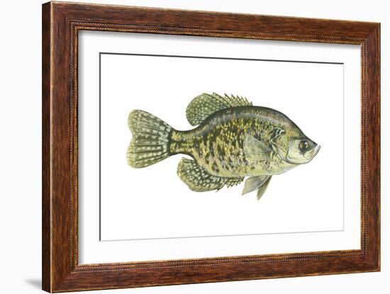 Crappie (Pomoxis Nigro-Maculatus), Fishes-Encyclopaedia Britannica-Framed Art Print