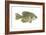 Crappie (Pomoxis Nigro-Maculatus), Fishes-Encyclopaedia Britannica-Framed Art Print