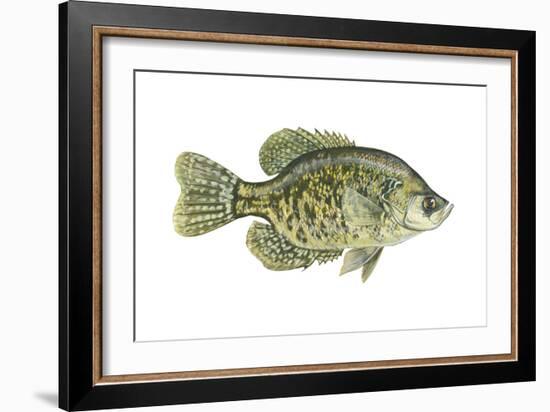 Crappie (Pomoxis Nigro-Maculatus), Fishes-Encyclopaedia Britannica-Framed Art Print