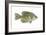 Crappie (Pomoxis Nigro-Maculatus), Fishes-Encyclopaedia Britannica-Framed Art Print