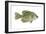 Crappie (Pomoxis Nigro-Maculatus), Fishes-Encyclopaedia Britannica-Framed Art Print