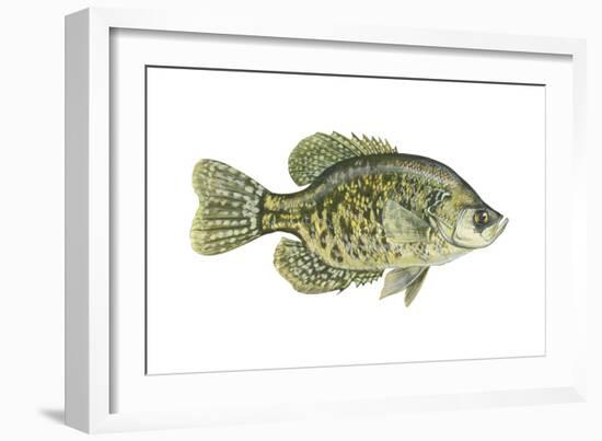 Crappie (Pomoxis Nigro-Maculatus), Fishes-Encyclopaedia Britannica-Framed Art Print