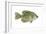 Crappie (Pomoxis Nigro-Maculatus), Fishes-Encyclopaedia Britannica-Framed Art Print