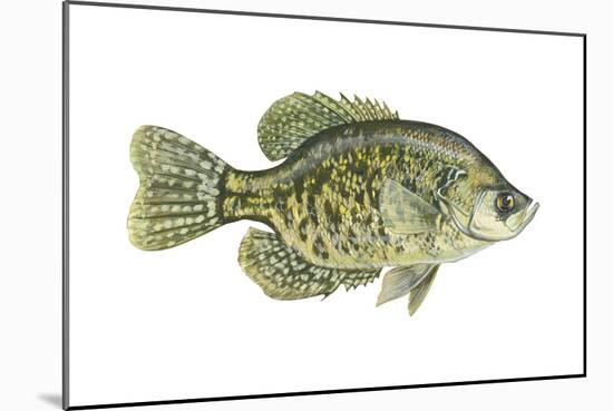 Crappie (Pomoxis Nigro-Maculatus), Fishes-Encyclopaedia Britannica-Mounted Art Print