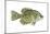 Crappie (Pomoxis Nigro-Maculatus), Fishes-Encyclopaedia Britannica-Mounted Art Print