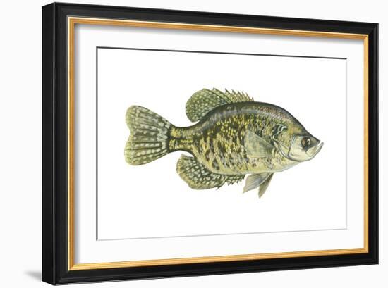 Crappie (Pomoxis Nigro-Maculatus), Fishes-Encyclopaedia Britannica-Framed Art Print