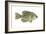 Crappie (Pomoxis Nigro-Maculatus), Fishes-Encyclopaedia Britannica-Framed Art Print