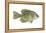 Crappie (Pomoxis Nigro-Maculatus), Fishes-Encyclopaedia Britannica-Framed Stretched Canvas