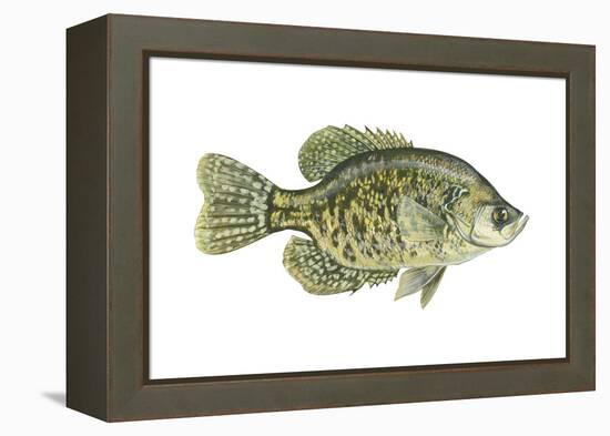 Crappie (Pomoxis Nigro-Maculatus), Fishes-Encyclopaedia Britannica-Framed Stretched Canvas