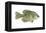 Crappie (Pomoxis Nigro-Maculatus), Fishes-Encyclopaedia Britannica-Framed Stretched Canvas