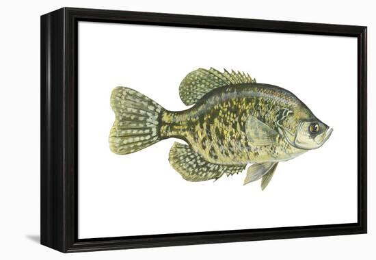 Crappie (Pomoxis Nigro-Maculatus), Fishes-Encyclopaedia Britannica-Framed Stretched Canvas