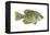 Crappie (Pomoxis Nigro-Maculatus), Fishes-Encyclopaedia Britannica-Framed Stretched Canvas