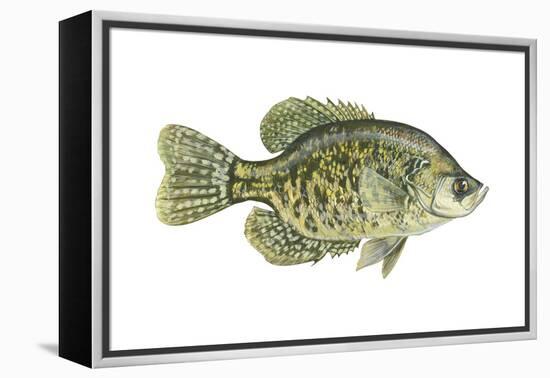 Crappie (Pomoxis Nigro-Maculatus), Fishes-Encyclopaedia Britannica-Framed Stretched Canvas