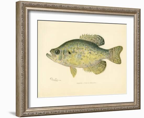 Crappie-null-Framed Giclee Print