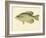 Crappie-null-Framed Giclee Print